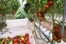 Image du Maroc Professionnelle de  Agriculture moderne au Sahara, Une femme marocaine effectue la cueillette des tomates en grappes sous une serre dans une ferme à Dakhla. Dans cette région la production des tomates en grappes bénéficie d’un climat phénoménalement ensoleillé, tempéré et régulier, Mardi 21 Novembre 2006. Avec l'introduction des cultures sous abris serres, la région de Dakhla est devenue en très peu de temps célèbre pour ces productions de fruits et légumes destinés à l’export. (Photo / Abdeljalil Bounhar) 